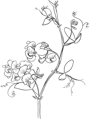 Lathyrus Odoratus Or Sweet Pea Coloring Page